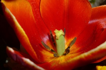 Fiery Red Tulip
