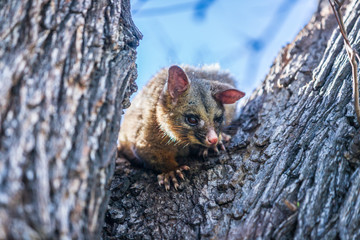 Curious Brushtail possum Peeking Out of Tree Trunk