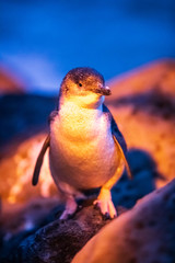 A Fairy penguins Stands on Rugged Rocks, Melbourne