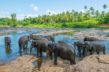 Elephant Orphanage in Pinnawala is nursery and captive breeding ground for wild Asian elephants in...