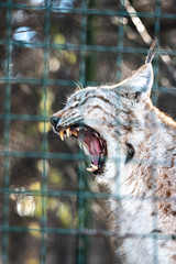 Leopard, big spotted cat licking paw closeup bobcat