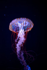 jellyfish © ISAMU