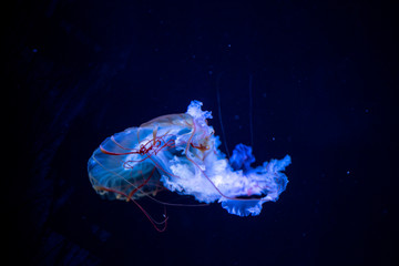 jellyfish
