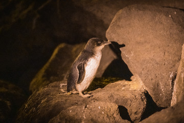 A Quiet Night with Fairy penguins, St. Kilda, Melbourne