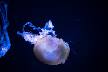 jellyfish
