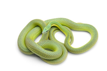 Baron's green racer snake isolated on white background