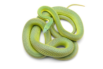 Baron's green racer snake isolated on white background