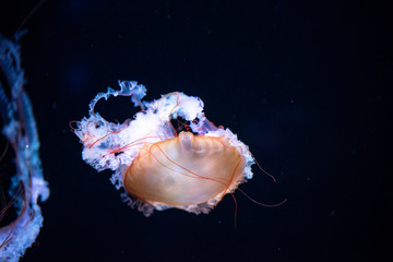 jellyfish