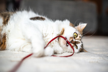 Cat lies on carpet play cute eyes fluffy home white playful joyful family house