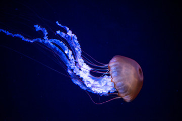 jellyfish - obrazy, fototapety, plakaty