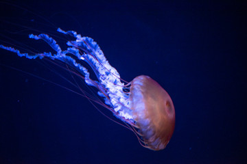 jellyfish
