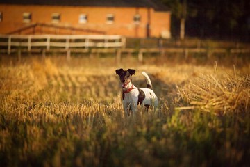 black and white shorthair small dog on a farm at sunset
