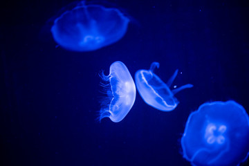 jellyfish