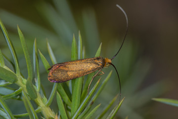 04.07.2019 DE, RLP, Schönecken Witwenblumen-Langhornfalter Nemophora metallica (PODA, 1761)