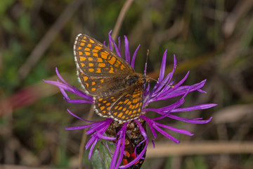 06.07.2019 DE, NRW, Dahlem, Steinbrüche am Sönsberg Ehrenpreis-Scheckenfalter Melitaea aurelia NICKERL, 1850