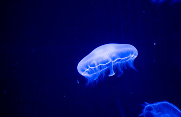 jellyfish