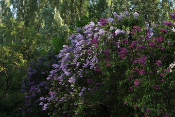 Fototapeta premium flowers in the garden