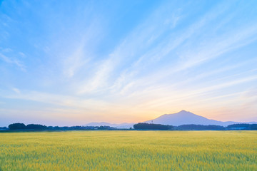 筑波山と麦畑　朝景