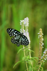 butterfly on flower
