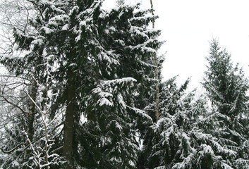 pine winter forest covered with snow after snowfall