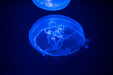 jellyfish