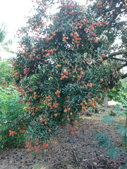 Rambutan tree