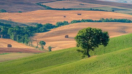 Obraz premium Beautiful landscape with green field, lonely tree and rolling hills. Travel destination Tuscany