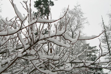 dry branch in a winter forest covered with snow after a snowfall close up
