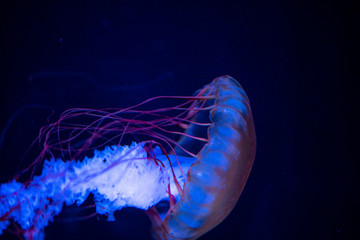 jellyfish