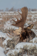 Bull Moose Bedded in Winter in the Tetons