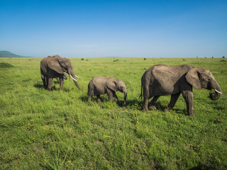 Naklejka na ściany i meble Family of elephants walking int he Serengeti grass lands