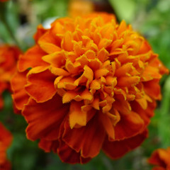 Orange Marigold