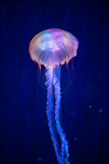 jellyfish