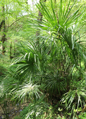 Naklejka na ściany i meble green palm surrounded by unexplored jungle surrounded by numerou