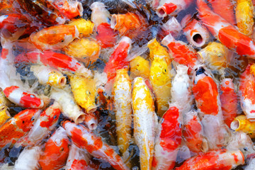Obraz na płótnie Canvas Japan-carp-koi-fish are swiming and feeding in pool