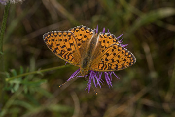 04.07.2019 DE, RLP, Schönecken Großer Perlmuttfalter Speyeria aglaja (LINNAEUS, 1758)