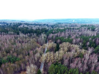 Beautiful mixed forest. Drone footage.