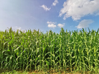 Corn field with sun and blue sky