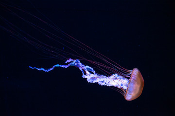 jellyfish © ISAMU