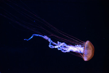 jellyfish © ISAMU