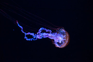 jellyfish © ISAMU