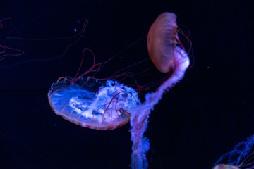 jellyfish