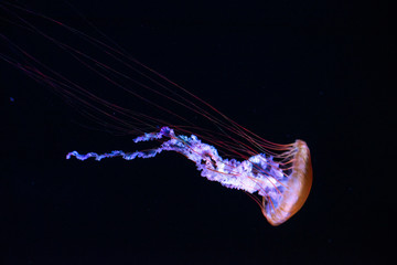 jellyfish