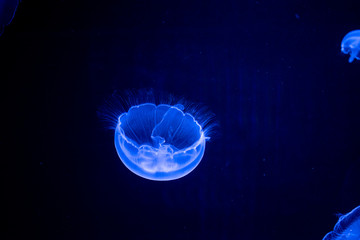 jellyfish