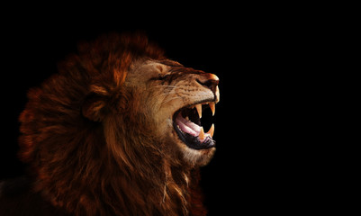 Profile of the lion on black roaring, show fangs