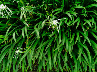 Nature view of Hymenocalis littoralis plants for background and wallpaper. Natural green plants landscape