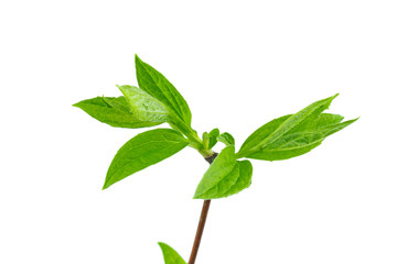 Jasmine branch with fresh leaves isolated on white background