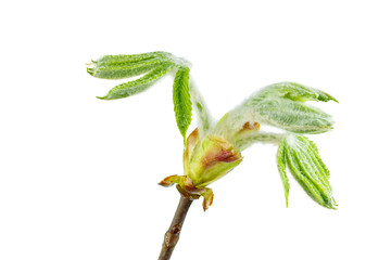 Chestnut branch with fresh leaves