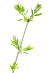 Lilac branch with fresh leaves