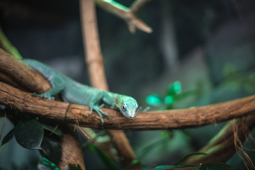 reptile green blue on branch aquarium pet zoo home cute lizard head tongue eyes look walk exotic rare species